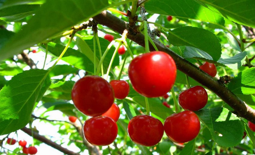 Вишня Любська Вишня Любська