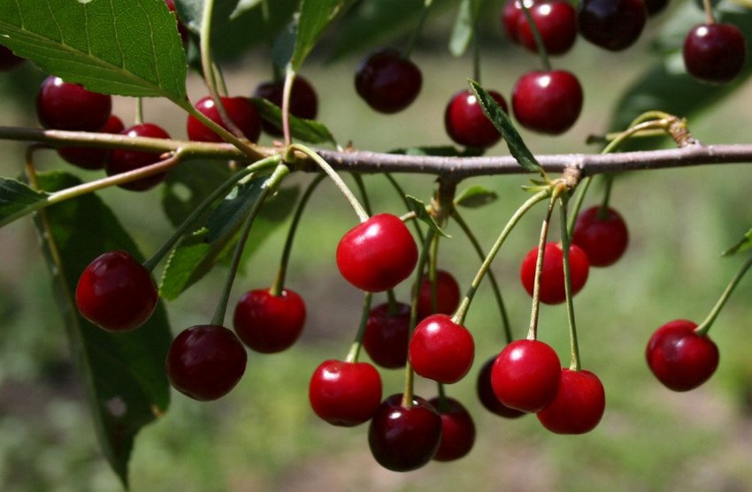 Вишня Володимирівська Вишня Володимирівська