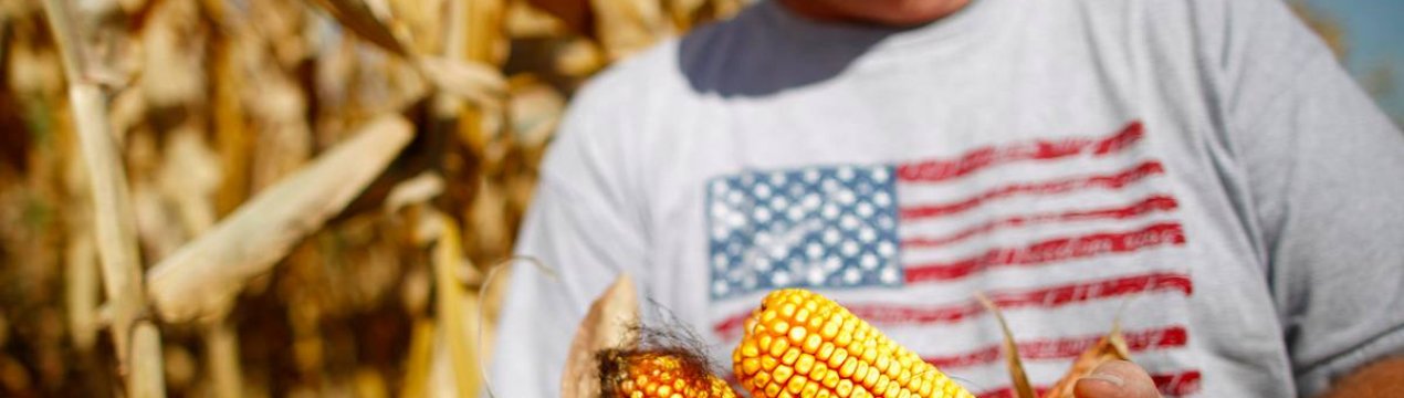 У США скорочуються посівні площі під сою