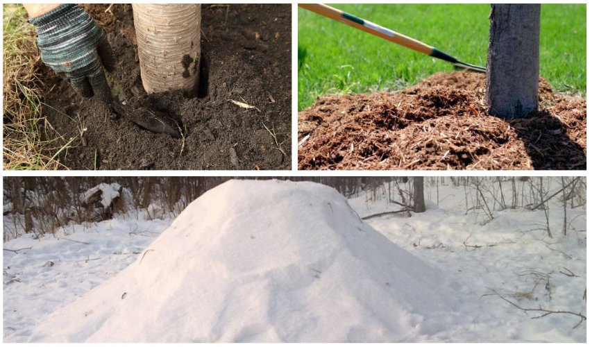 Підготовка груші до зимівлі