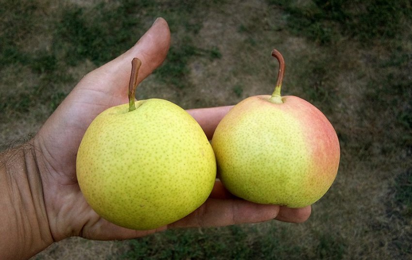 Збір врожаю груші сорту Россошанская