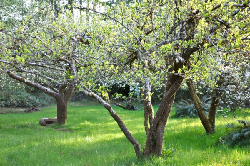 Грушеві дерева