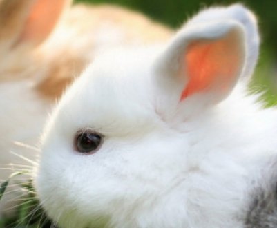 Кролиця їсть кроленят що робити