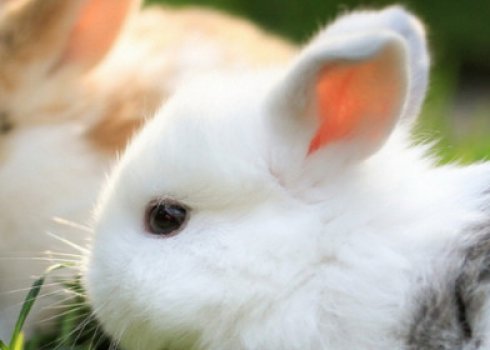 Крольчиха ест крольчат что делать