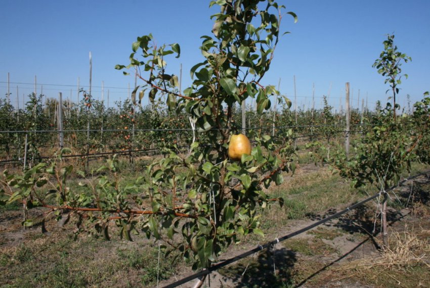 Саджанці груші