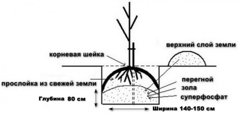 Підготовка посадкової ями