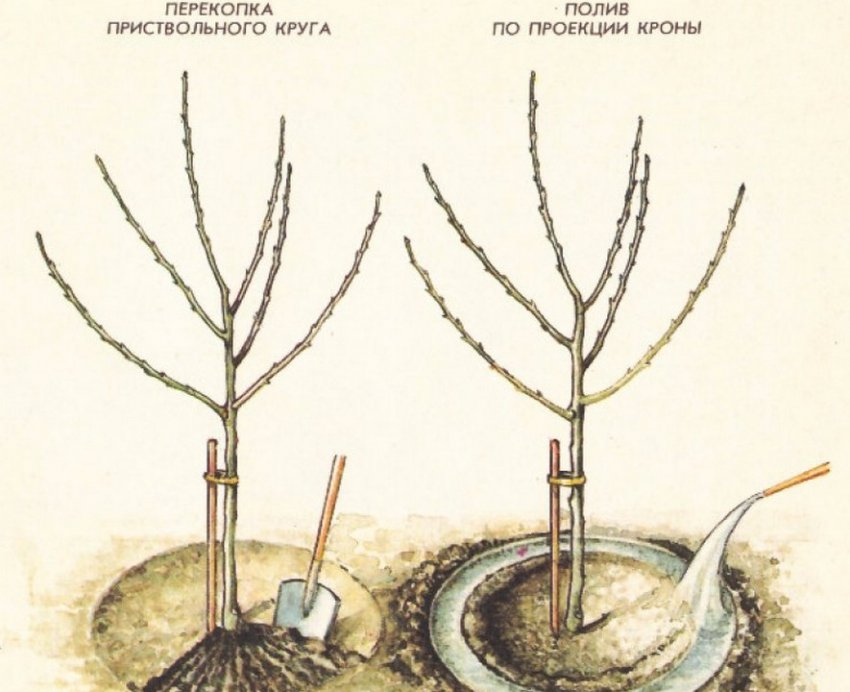 Полив груші