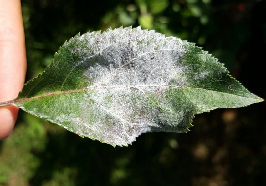 Борошниста роса