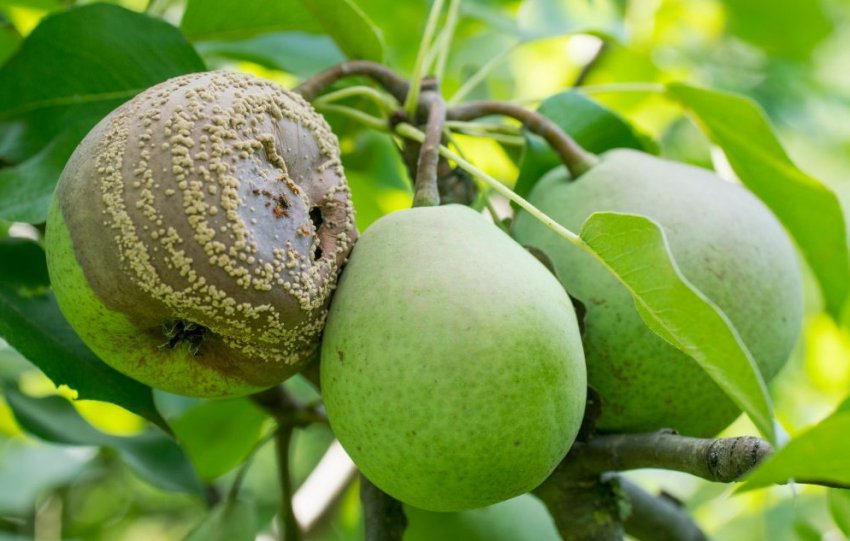 Моніліоз (плодова гниль) на плодах груші