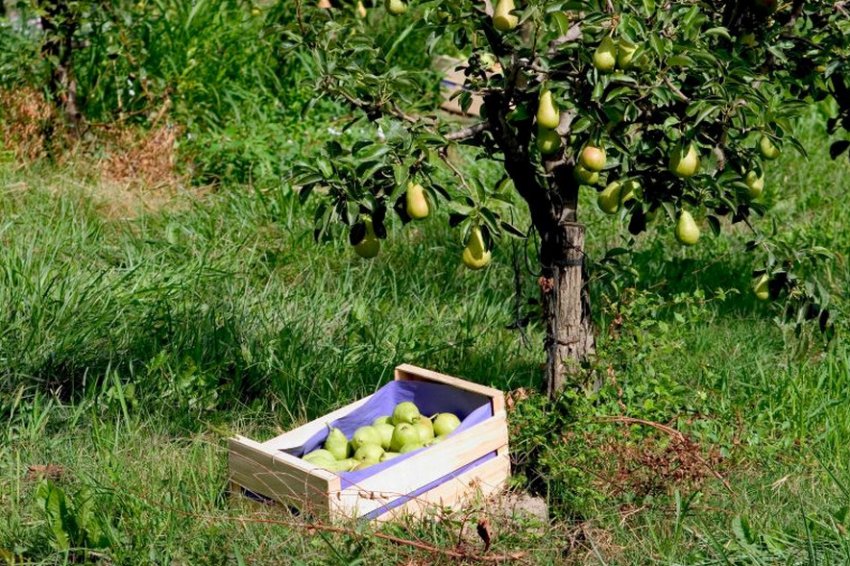 Збір урожаю