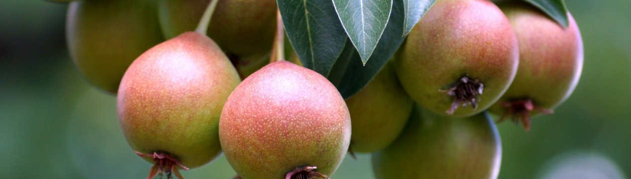 Особливості вирощування та догляду за грушею сорти Усурійська