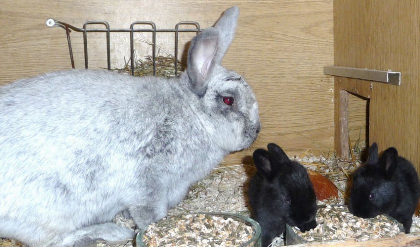 Почему крольчиха ест крольчат