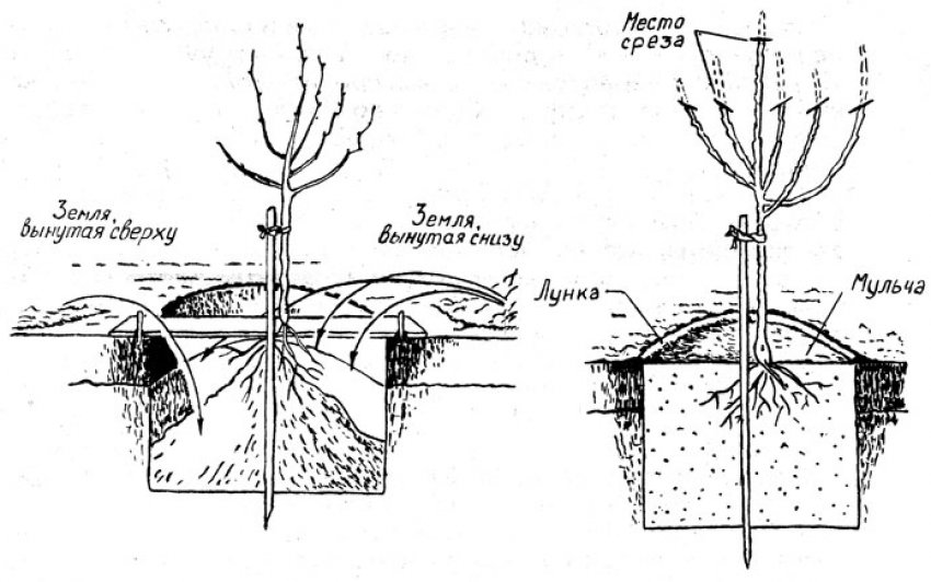 Схема посадки груші