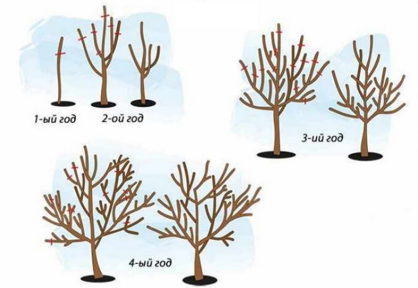 Формування груші