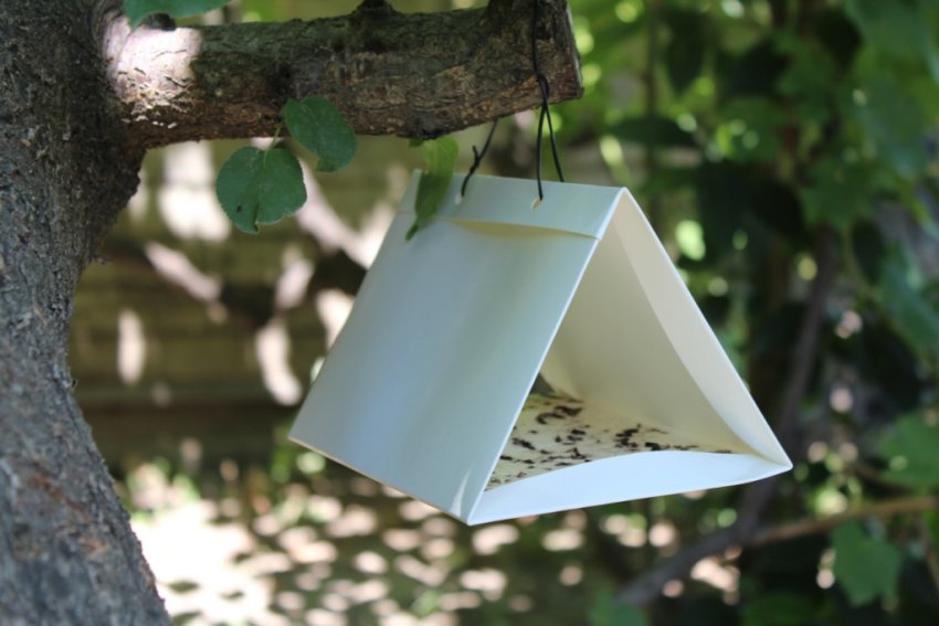 Пастка з феромонами