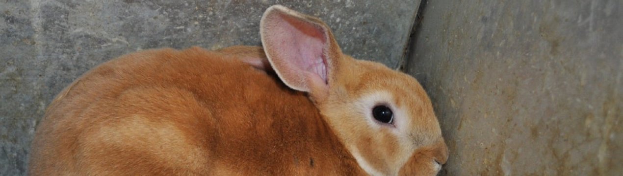 Купить Кролика Породы Рекс В Город Екатеринбург