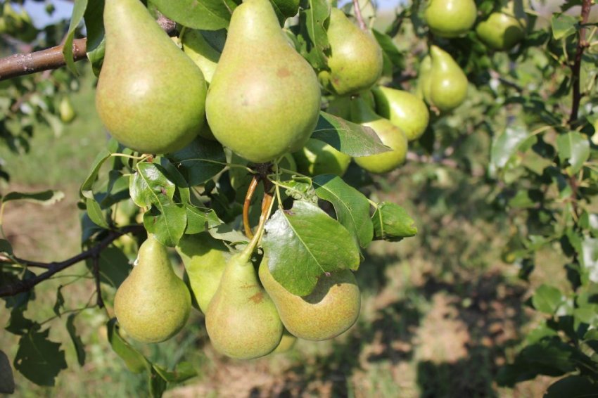 Груша Ліра Груша Ліра