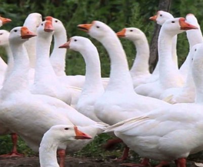 Як зробити гнізда для гусей своїми руками