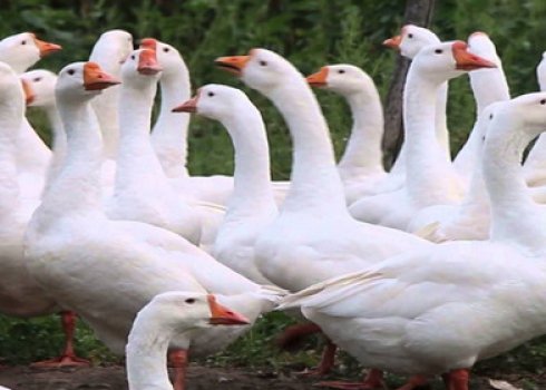 Як зробити гнізда для гусей своїми руками
