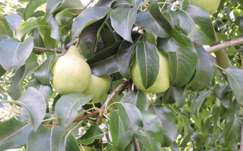 Груша Просто Марія Груша Просто Марія