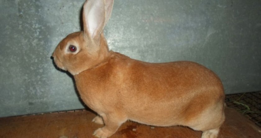 Кролик породы Рекс