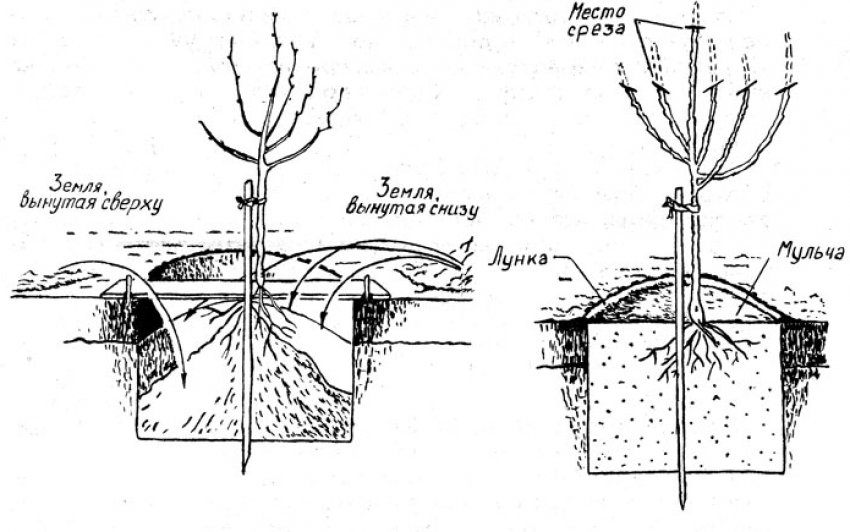 Схема посадки груші Схема посадки груші