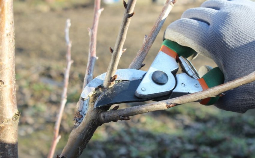 Обрізання груші Обрізання груші