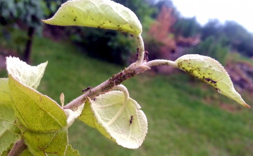Попелиця на груші Попелиця на груші