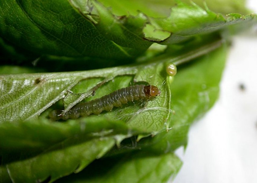 Листовійка на листку груші Листовійка на листку груші