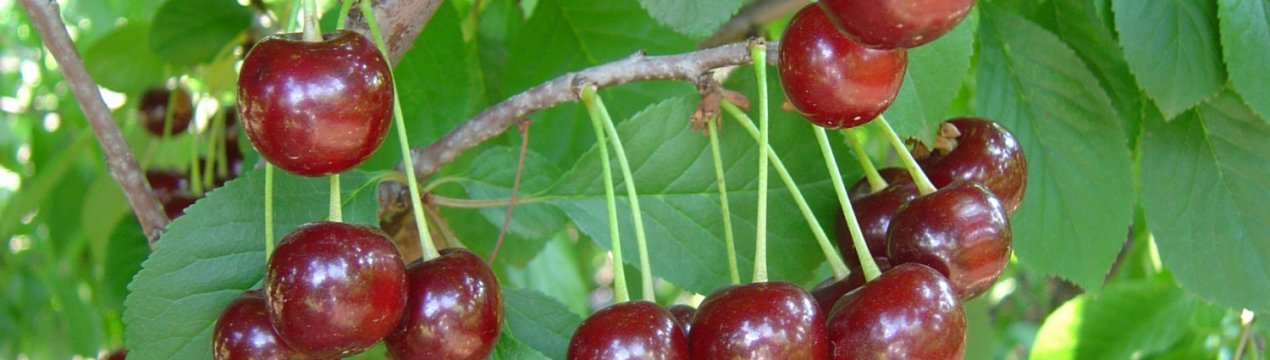 Особливості посадки і догляду за вишнею Володимирська