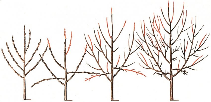 Обрізка вишні