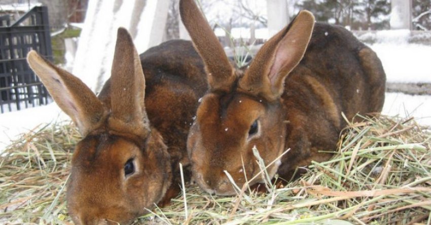 Кролики Рекс Кролики Рекс