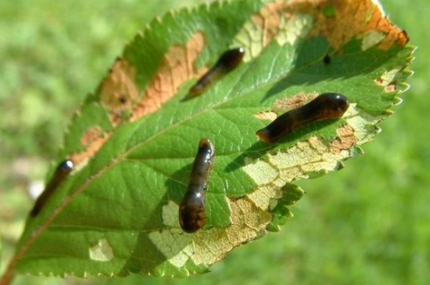 Вишневый слизистый пилильщик как бороться. Розанный пилильщик гусеница. Вишневый слизистый пилильщик химические меры борьбы. Вишневый слизистый пилильщик как бороться. Вишневый слизистый пилильщик как бороться.