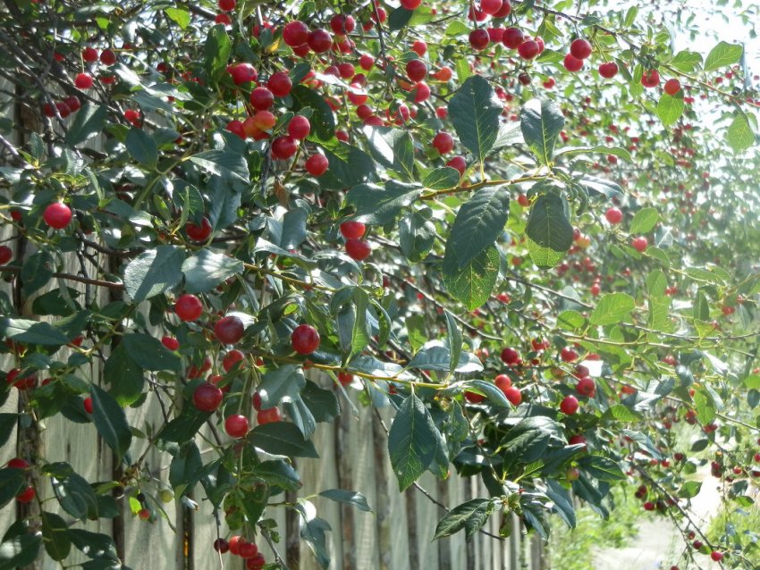 Вишня Надія Вишня Надія