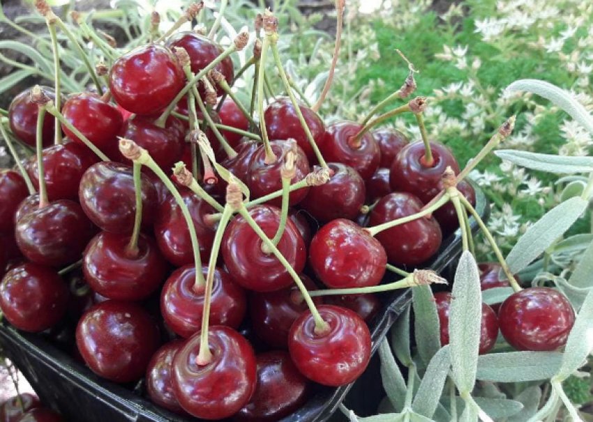 Урожай вишні сорту Надія Урожай вишні сорту Надія