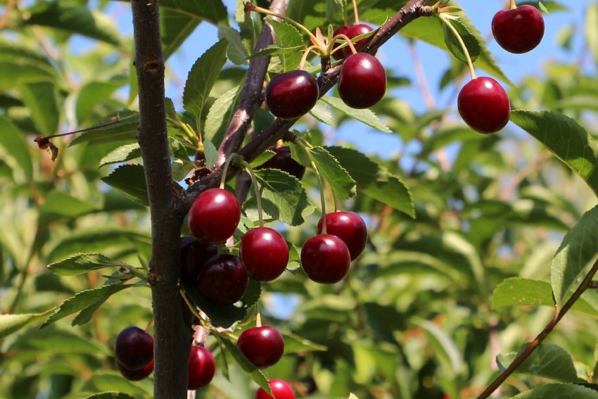 Урожай сорту Надія Урожай сорту Надія