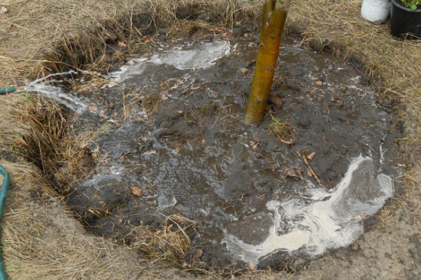 Полив вишні у стовбурову лунку Полив вишні у стовбурову лунку