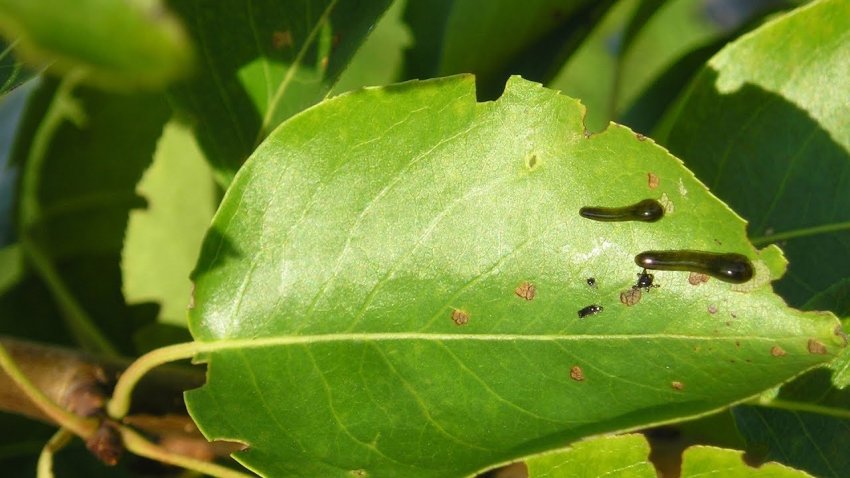 Сливові пильщики на вишні Сливові пильщики на вишні