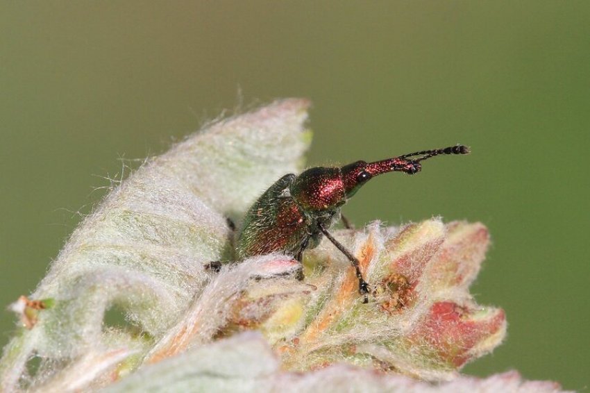 Японський жук в суцвітті вишні Японський жук в суцвітті вишні