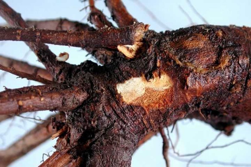 Коренева гниль вишні Коренева гниль вишні