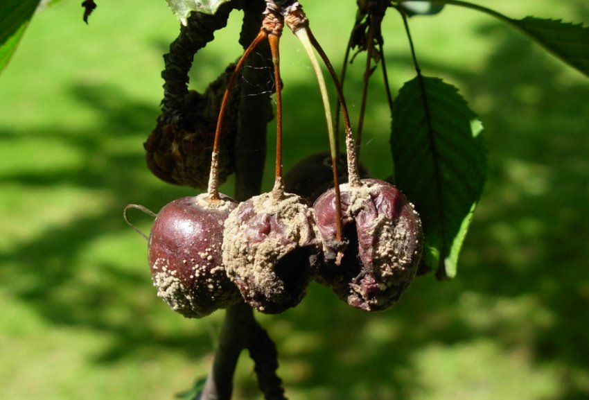 Сіра гниль на плодах вишні Сіра гниль на плодах вишні