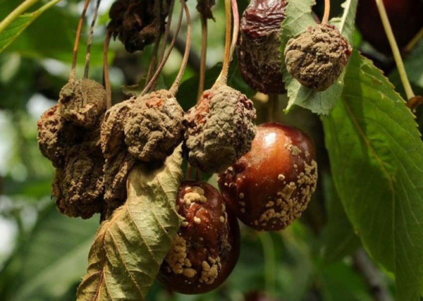 Бура гнилизна на плодах вишні Бура гнилизна на плодах вишні