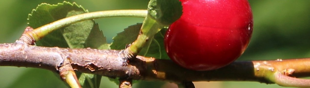 Вирощування і догляд за вишнею сорту Надія