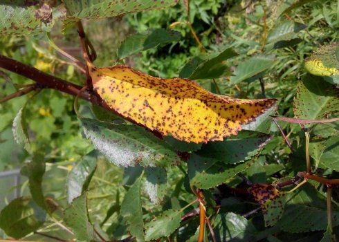 Особливості лікування коккомікозу вишні