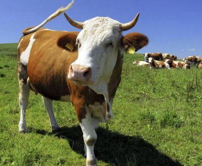 Туберкульоз у корів: симптоми та лікування