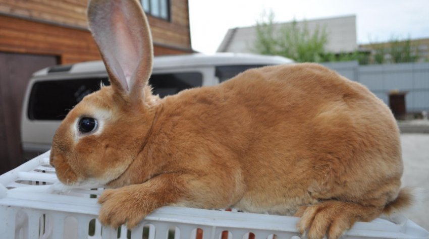 Кроликпороди Рекс Кроликпороди Рекс