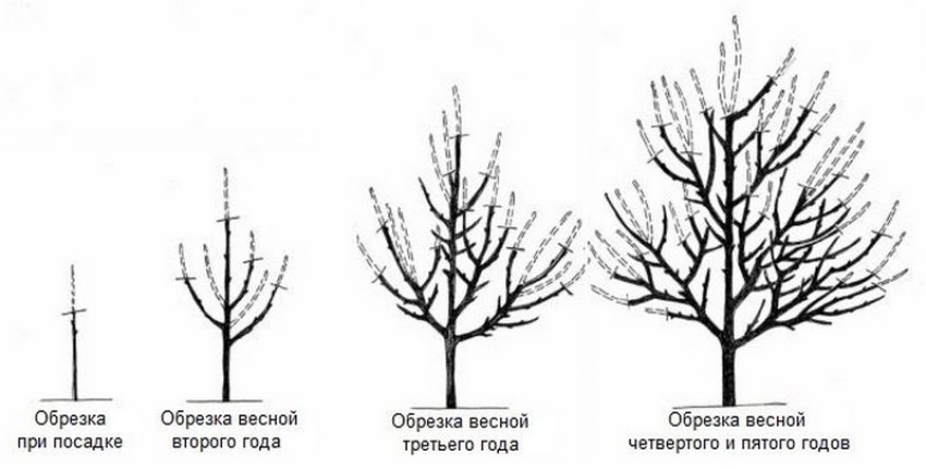 Формування груші Формування груші