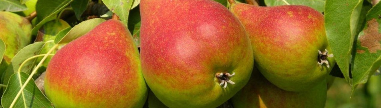 Груша Червонобока: опис, посадка і догляд