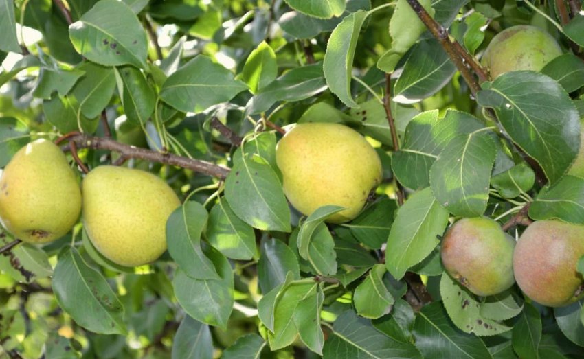 Груша прищеплена на яблуню