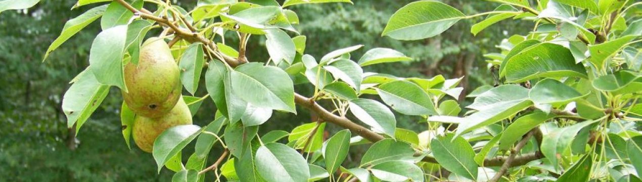 Як правильно можна прищепити грушу?